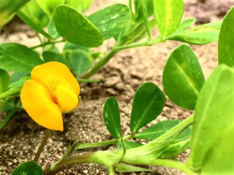 花生什麼事|綠島體驗｜花生什麼